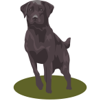 Black lab dog vector image