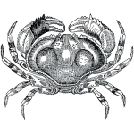 Grayscale crab