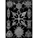 Haeckel Spumellaria