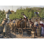 Harvesting Grapes