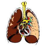 Lungs Cross Section Illustration