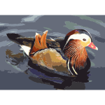 Mandarin duck