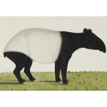 Tapir