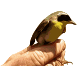 Yellow throat bird on a hand vector graphics