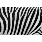 ZebraFur