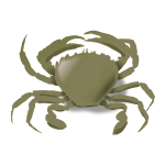 Vector drawing of crab