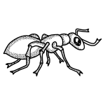 Vector drawing of black and white spotty ant