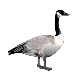 Canadian goose