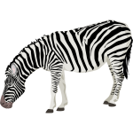 Vector image of photorealistic zebra