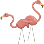 Flamingo image