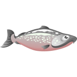 Salmon image