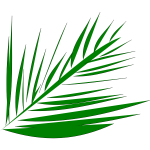 palmleaf