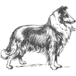 Collie vector image