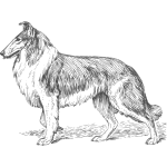 Collie vector graphics