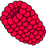 Raspberry vector image