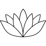 white lotus flower