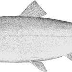 Silver salmon