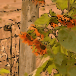 Sunflowers in the garden