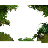 Download Jungle Free PNG photo images and clipart | FreePNGImg