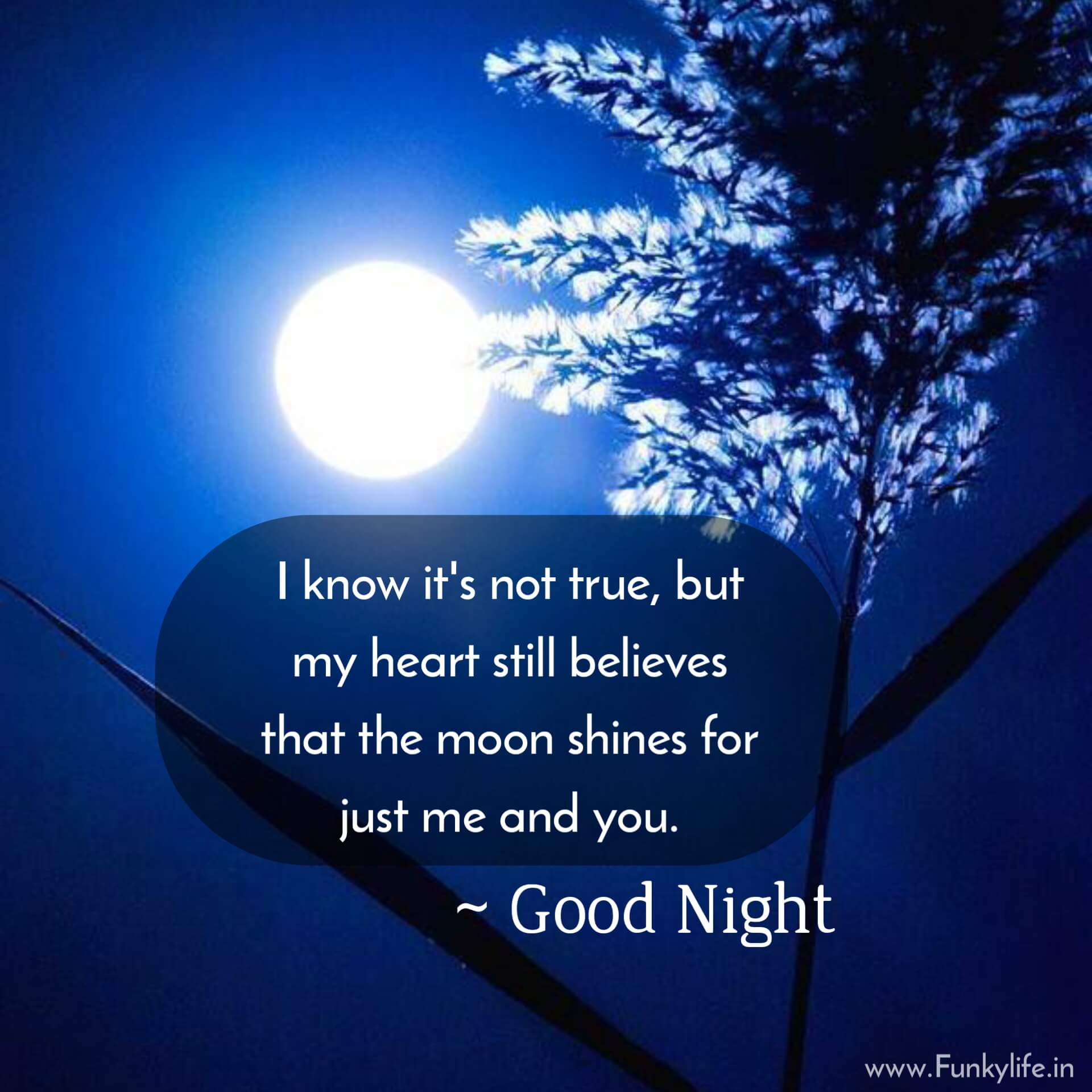 Beautiful Good Night Quotes with Images