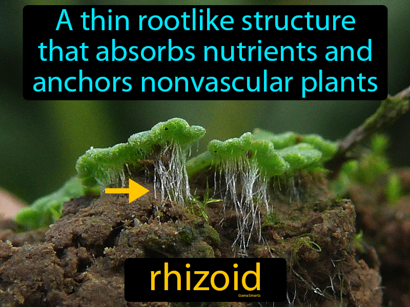 Rhizoid Definition