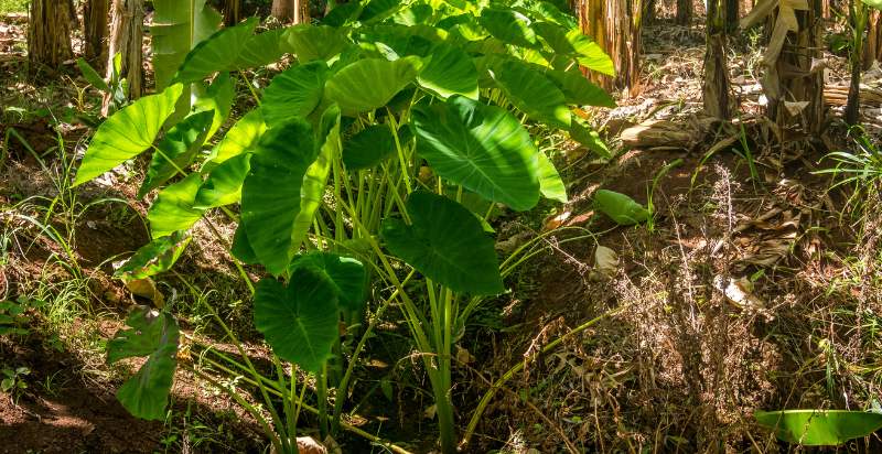 care for yam plant