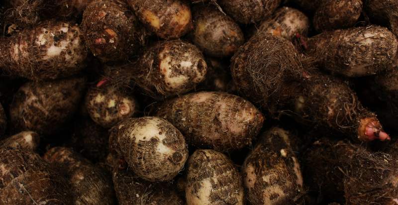 harvested yam