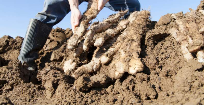 harvesting yam