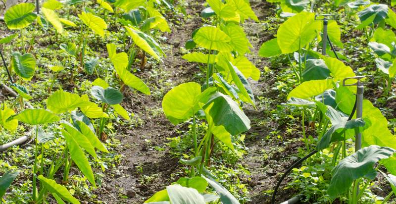 young yam plant