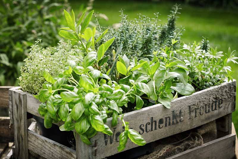 Containers of various aromatic culinary herb plants in a wooden crate.