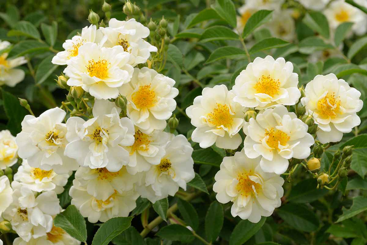 A close up horizontal image of light yellow roses 'Goldfinch' growing in the garden.