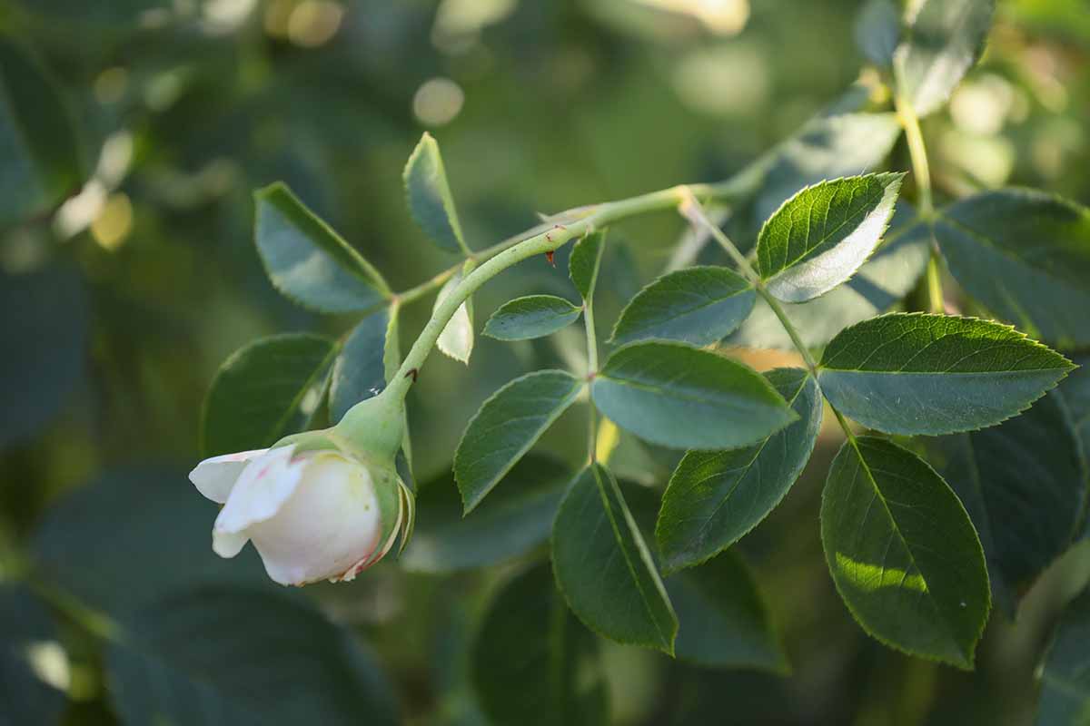 A close up horizontal image of a 'Lichfield Angel' flower pictured in light sunshine on a soft focus background.