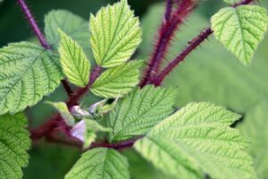 Best Hedge Trimmer for Blackberries