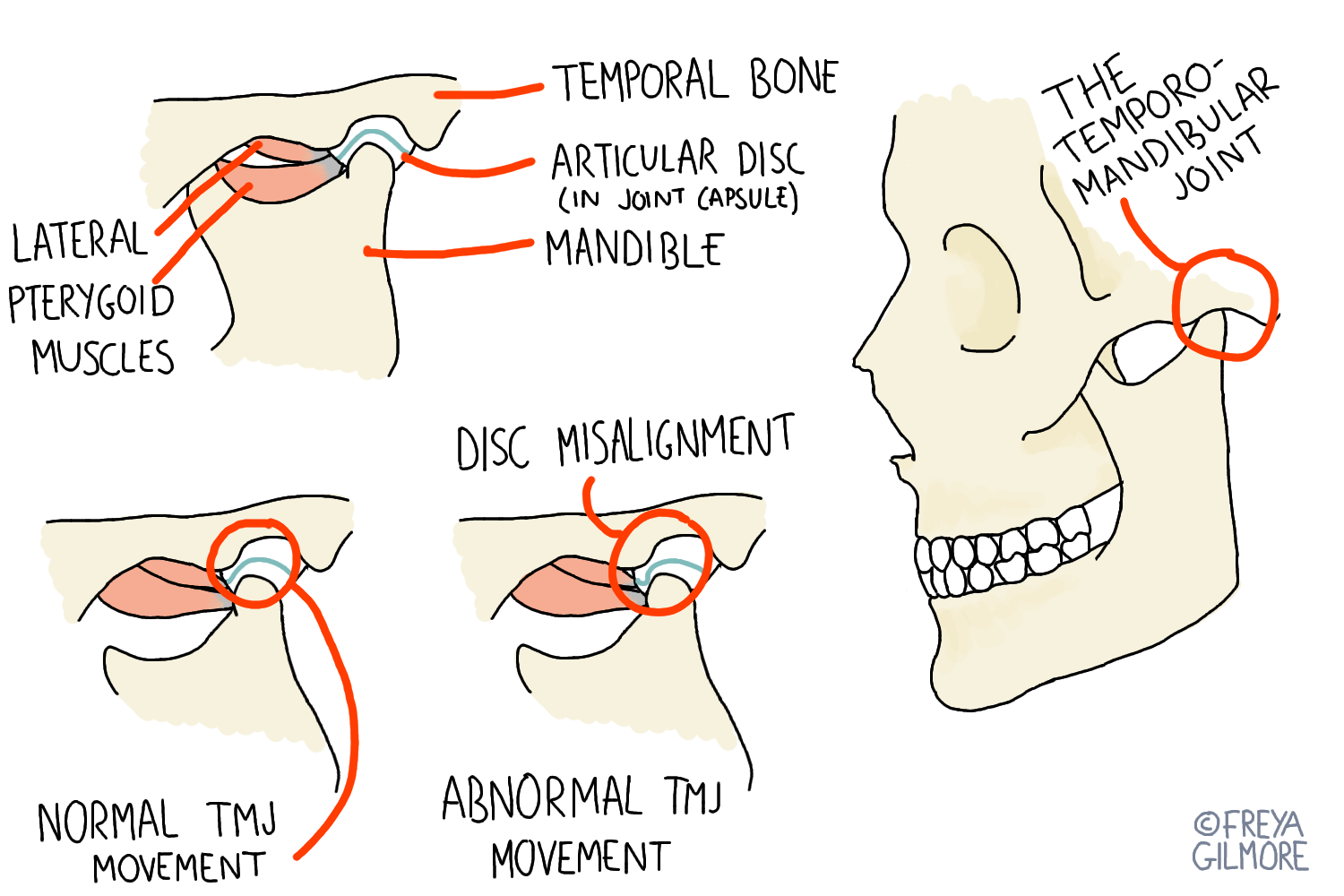 The TMJ (jaw joint)