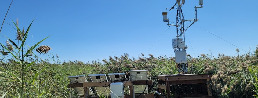 A weather station standing in a marshy area.