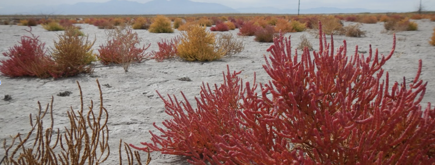 Photo of a red swampfire plant in a desert location.