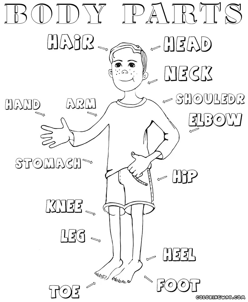 Body Parts Coloring Pages Kids Worksheet Preschool Human Worksheets ...