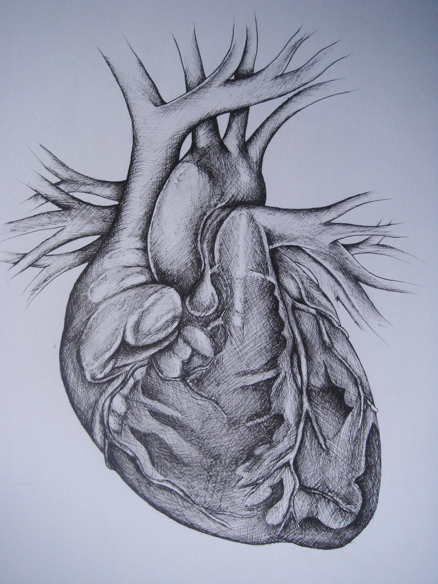 Sketch Human Heart Drawing - vrogue.co