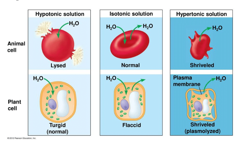 What Is A Hypotonic Solution Get Education