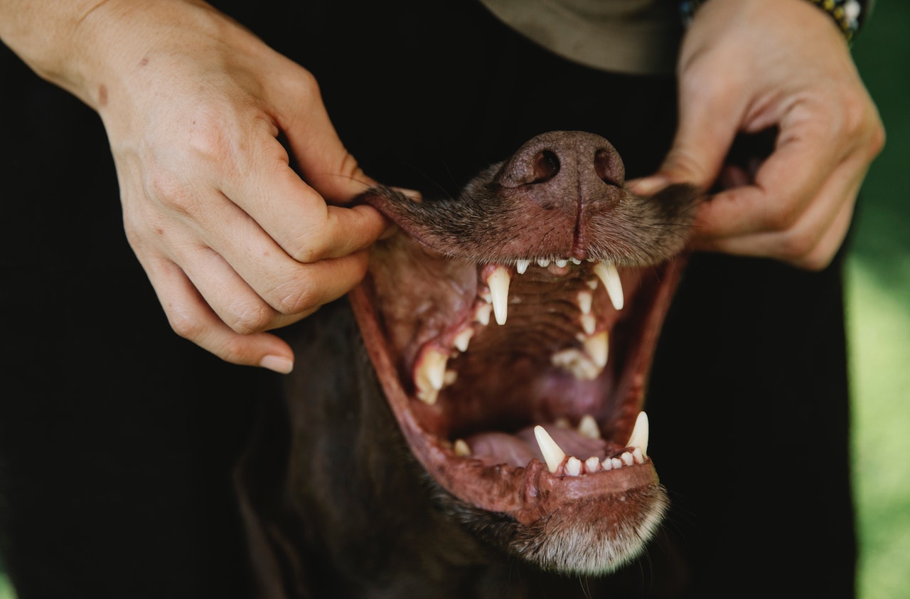 how many teeth do puppies lose