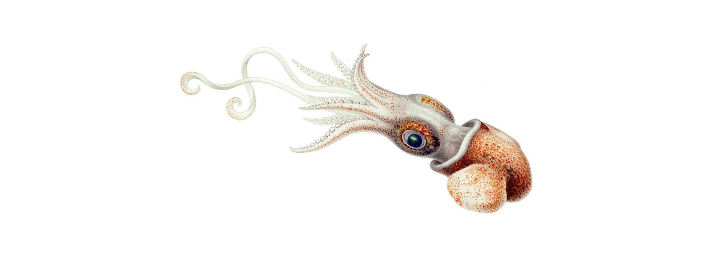 Kôika logo showing a cuttlefish
