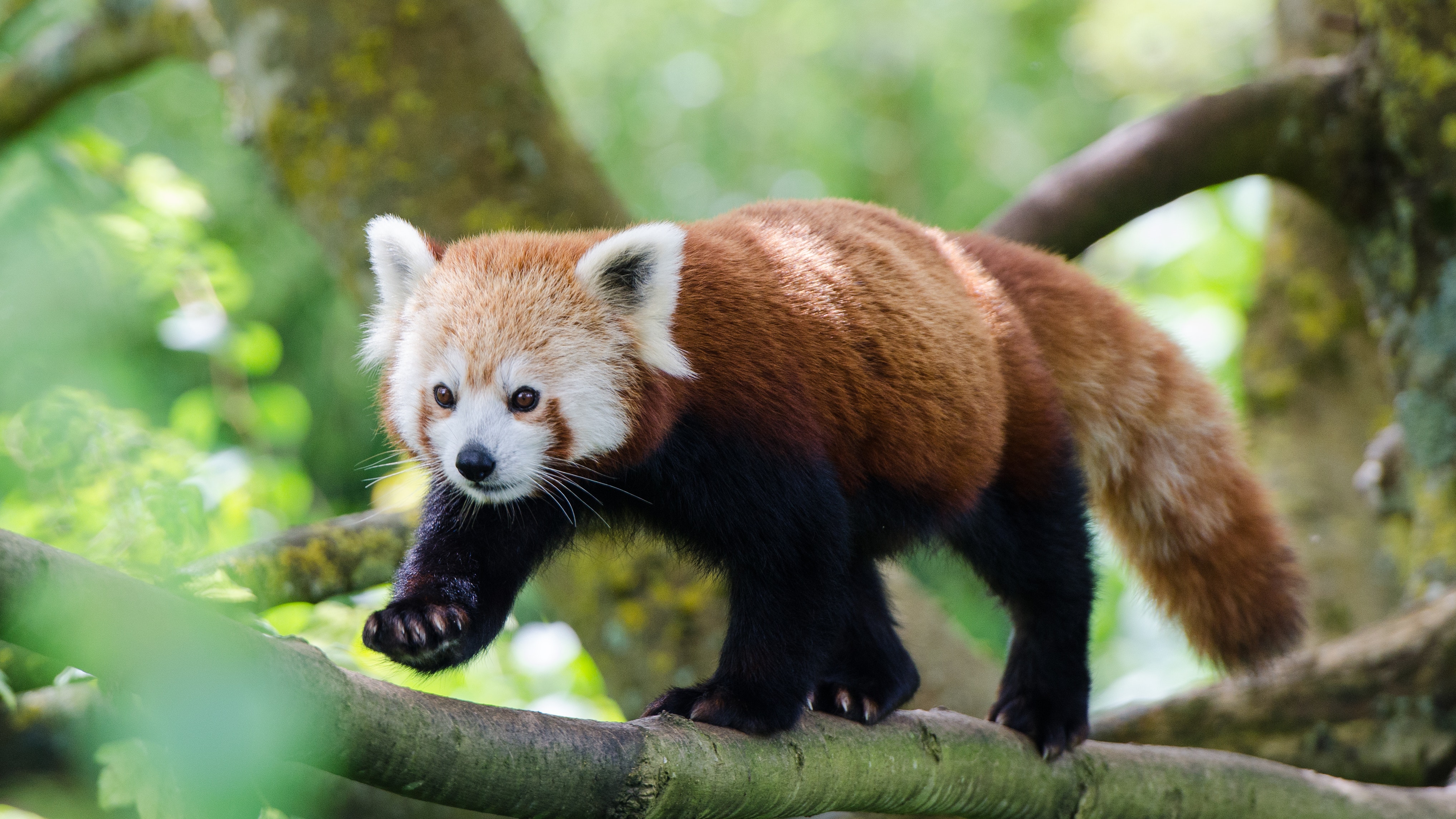 Photograph of a cute red panda walking on a tree branch in a forest