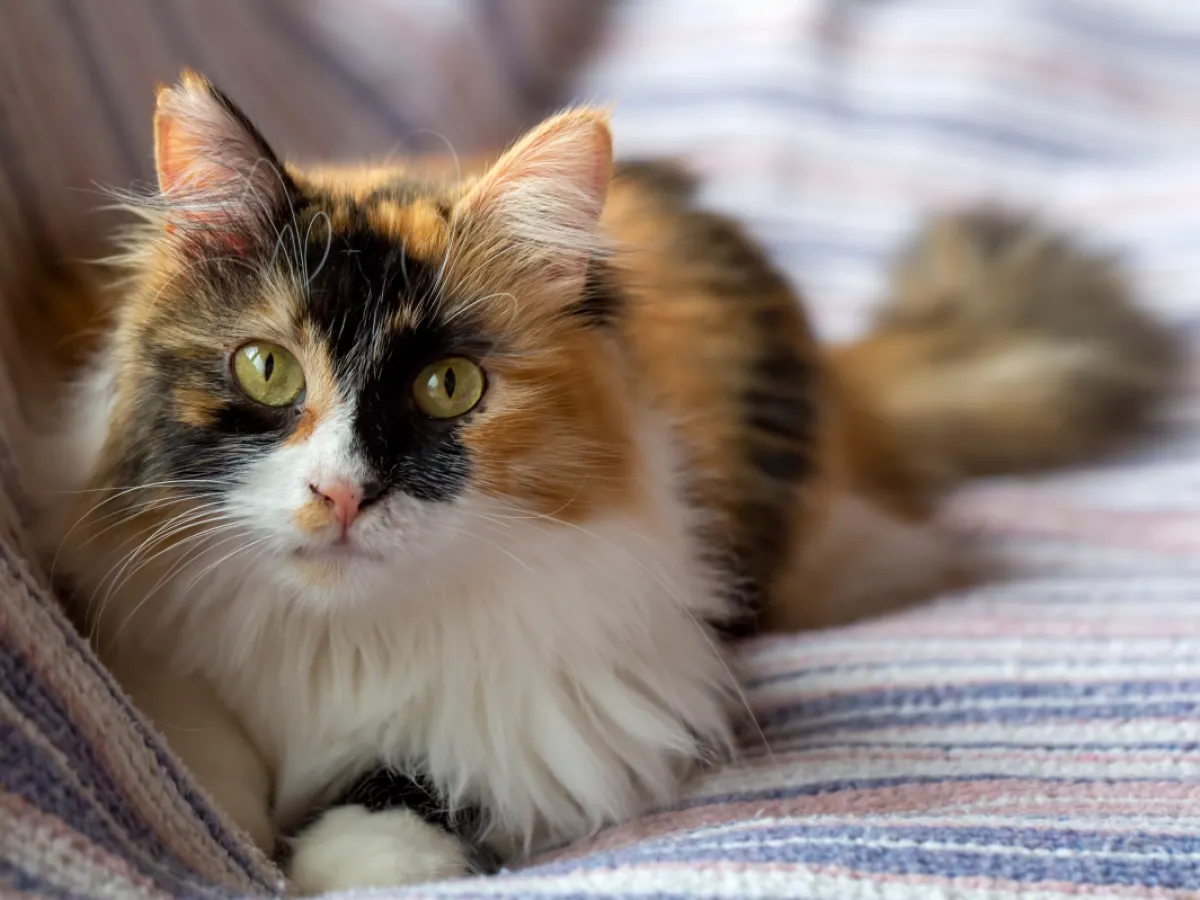 cat