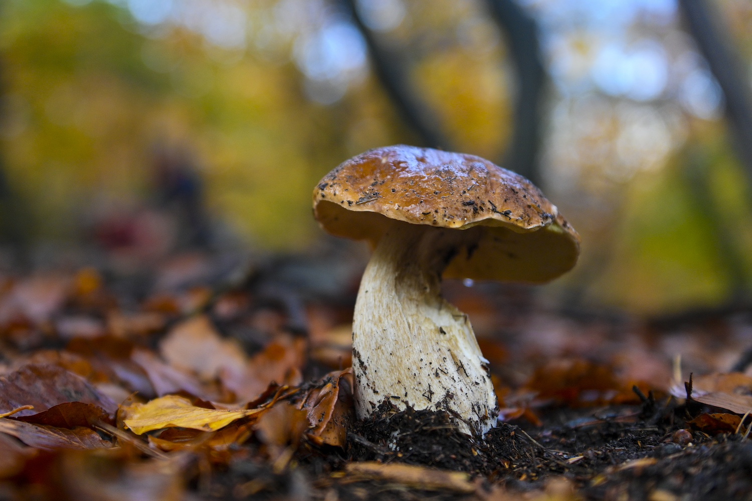 A Porcini mushroom in Italy