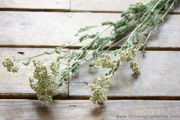 Dried Yarrow