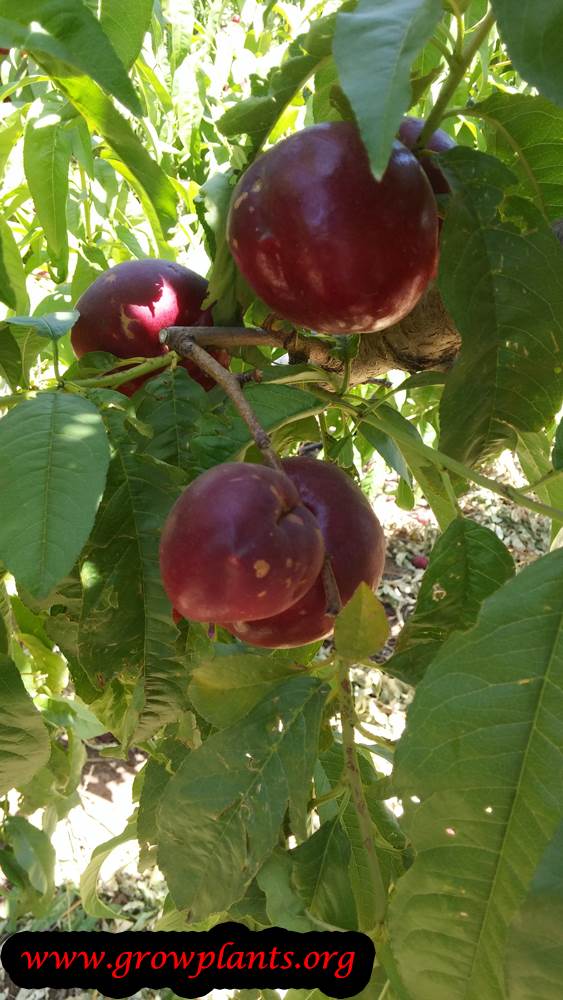 Nectarine tree harvest