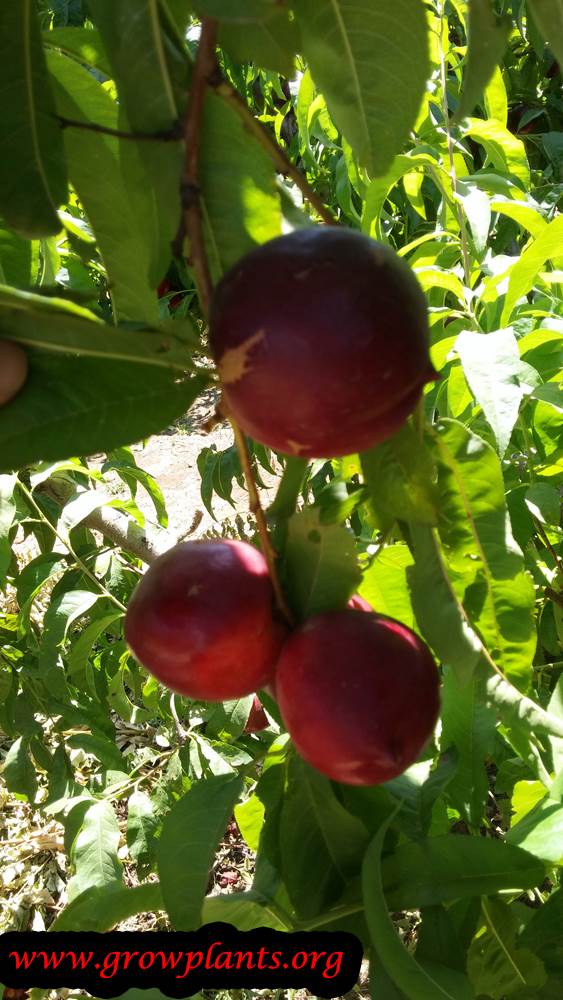 Nectarine tree planting season