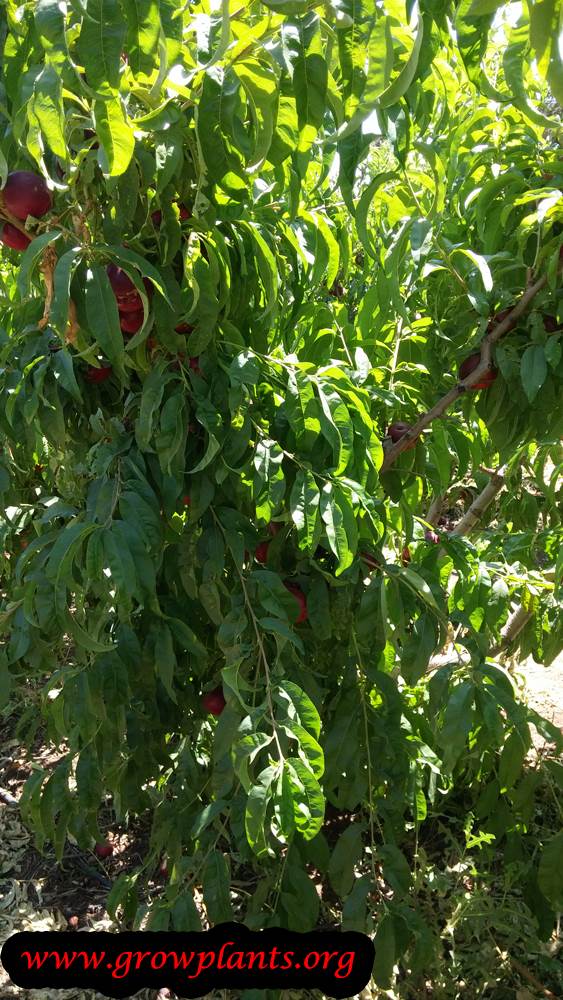 Nectarine tree planting