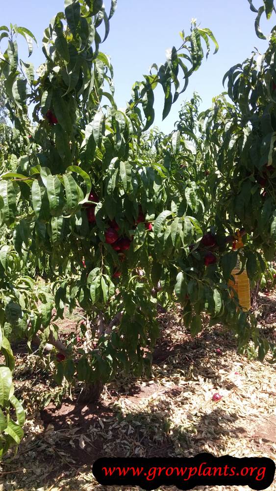 Nectarine tree care