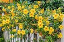 allamanda cathartica